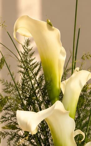 Pure Grace Calla Lily Bouquet photo 3