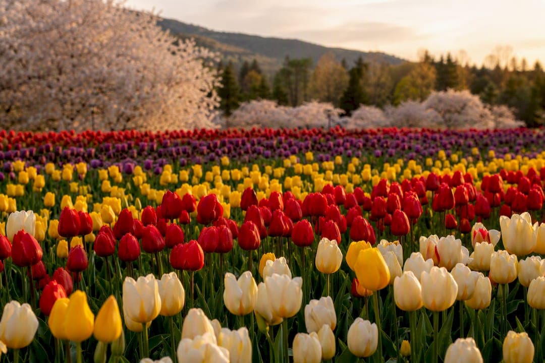 When to See Tulips Near Vancouver: A Local Season Guide