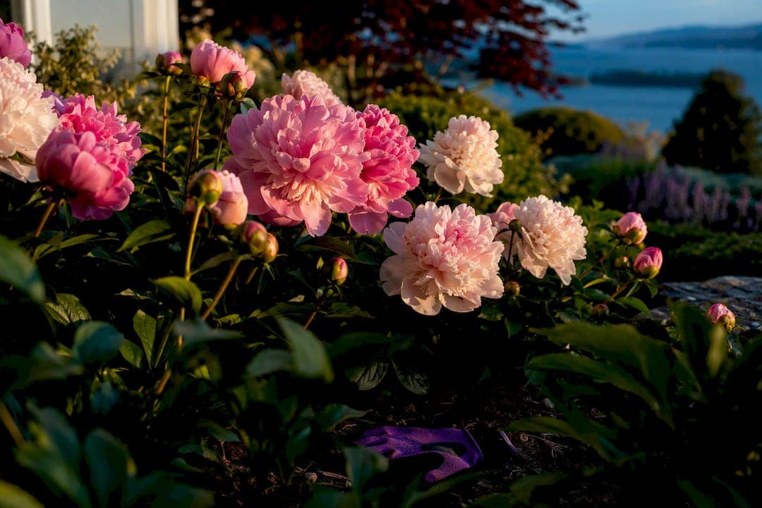 Reserve Vancouver Peonies Early for Late May to Mid June